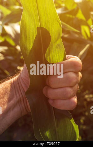 Agriculteur satisfait gesturing Thumbs up en champ de maïs, Close up of hand Banque D'Images