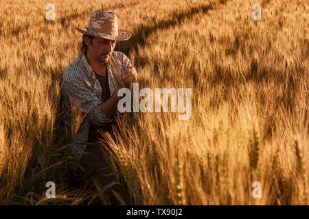 Agronome agriculteur est l'inspection de la maturation des épis de blé dans la région de champ dans le coucher du soleil d'été. Travailleur agricole l'analyse du développement des cultures de céréales. Banque D'Images