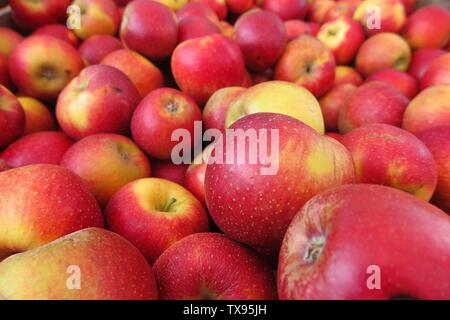 Châssis complet libre de pommes jaune rouge wellant Banque D'Images