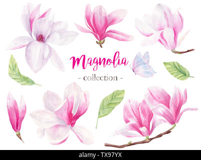 Wild magnolia aquarelle illustrations tramées dessiné à la main. Fleurs pack isolés. Gentle papillon volant. Les bourgeons et pétales aquarell pastel Banque D'Images