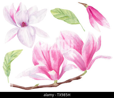 Magnolia blossom hand drawn aquarelle illustrations tramées. Fleurs pack isolés. Belle floraison de la flore. Gros plan pétales pastel Banque D'Images