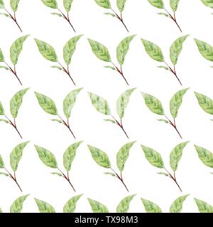 Les feuilles des branches à la main motif transparent aquarelle. Magnolia arbre feuillage texture tramée. L'usine de l'Est de la verdure sur fond blanc. Naturel, Banque D'Images