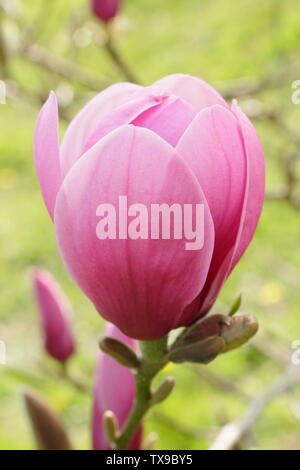 Magnolia 'Serene'. La fin de la floraison des fleurs de ce jury magnolia hybride Banque D'Images