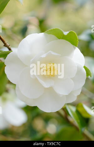 × Camellia williamsii 'Argile de Chine'. Fleurs de Camelia double semi Chine Cay la floraison en avril. Aga Banque D'Images