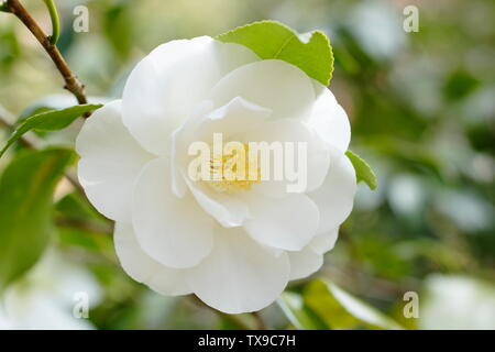 × Camellia williamsii 'Argile de Chine'. Fleurs de Camelia double semi Chine Cay la floraison en avril. Aga Banque D'Images