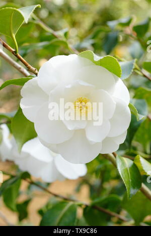 × Camellia williamsii 'Argile de Chine'. Fleurs de Camelia double semi Chine Cay la floraison en avril. Aga Banque D'Images