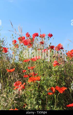 Les coquelicots rouges pris contre le ciel bleu se ferment le matin des étés En Grande-Bretagne Banque D'Images