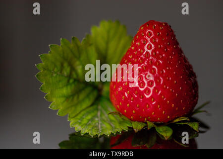 Les fruits de la fraise rouge isolé sur fond gris, Close up. Banque D'Images