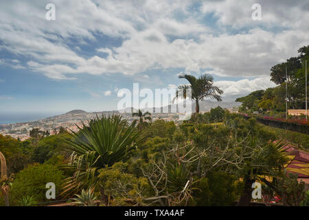 Cactus dans le paysage de la Madère Jardin Botanique sous un ciel ensoleillé avec des nuages, Funchal, Madeira, Portugal Banque D'Images