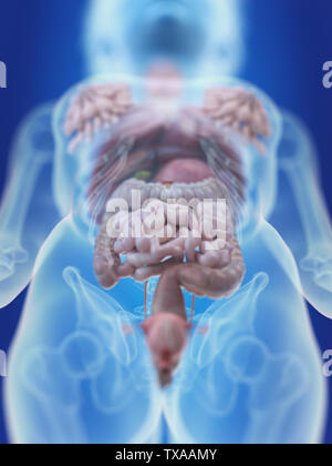 Médicalement en rendu 3d illustration d'un précis des organes abdominaux womans Banque D'Images
