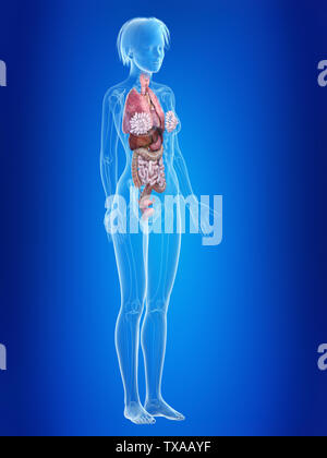Médicalement en rendu 3d illustration d'un précis d'organes femelles Banque D'Images