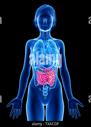 Médicalement en rendu 3d illustration d'un précis des intestins de womans Banque D'Images