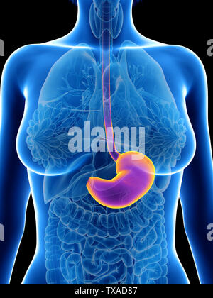Médicalement en rendu 3d illustration d'un précis de l'estomac de womans Banque D'Images