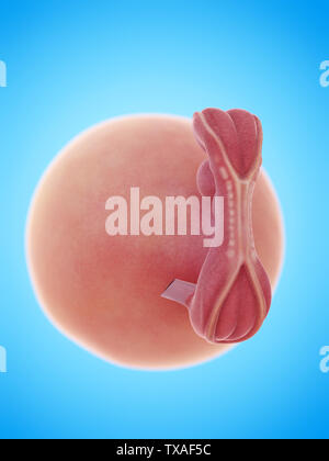 Médicalement en rendu 3d illustration de précision un foetus humain semaine 5 Banque D'Images