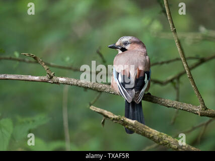 Jay Garrulus glandarius, européen, sur une branche à Pulborough Brooks RSPB réserve naturelle, West Sussex, UK Banque D'Images