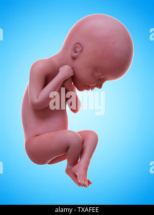 Médicalement en rendu 3d illustration de précision un foetus humain la semaine 24 Banque D'Images