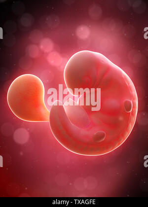 Médicalement en rendu 3d illustration de précision un foetus humain - semaine 6 Banque D'Images