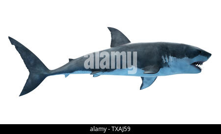 Rendu 3d illustration d'un grand requin blanc Banque D'Images