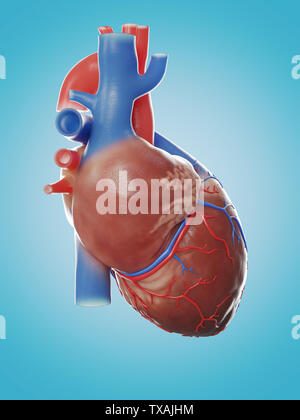 Médicalement en rendu 3d illustration précise de l'anatomie du cœur humain Banque D'Images
