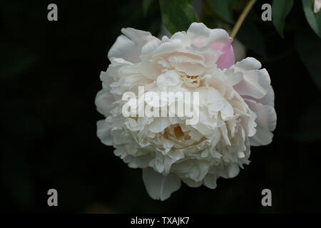 Paeonia matin baiser. Fleur de pivoine rose double. Paeonia lactiflora pivoine chinoise (ou même jardin pivoine). Banque D'Images