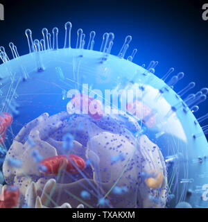 Médicalement en rendu 3d illustration exacte d'une cellule humaine Banque D'Images