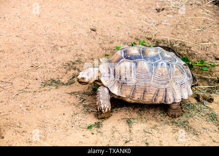 Sulcata tortue dans la maison de reptile au Jimmy's Farm, Suffolk, UK Banque D'Images