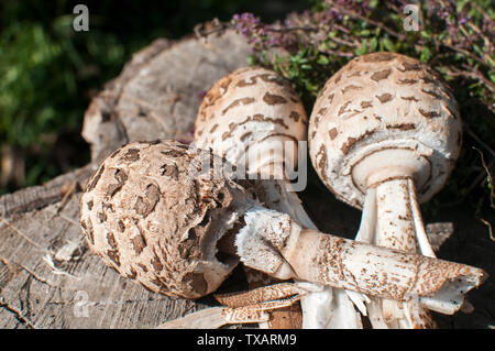 Les jeunes champignons parasol et d'herbes sauvages sur la vieille souche en bois Banque D'Images