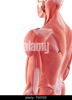Médicalement en rendu 3d illustration de l'exacte muscles Banque D'Images