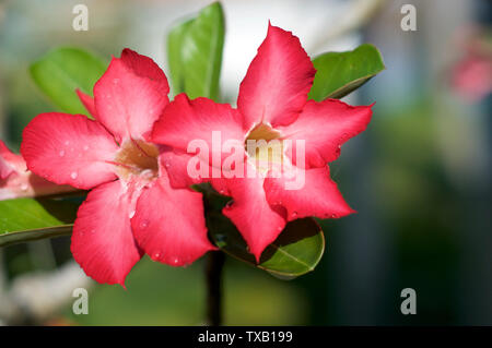 Close up photo de quelques belles fleurs rose du désert (aussi appelé du Toitskloof, simulacres d'azalées, adenium rose) avec arrière-plan flou Banque D'Images