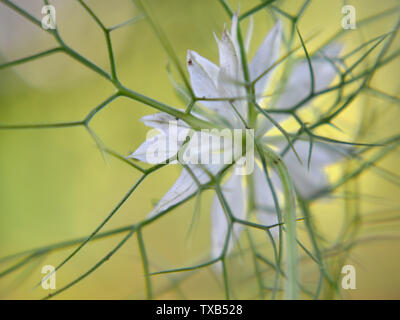 Nigella Sativa white flower Banque D'Images