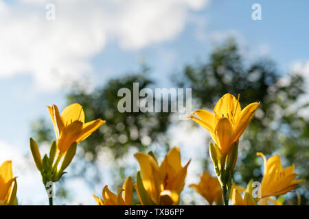 Belles fleurs de lis jaune hemerocallis chaude soirée coucher du soleil la lumière de jardin d'été contre le ciel bleu. Banque D'Images