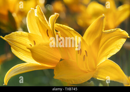 Macro photo de belles fleurs de lis jaune hemerocallis chaude soirée coucher du soleil la lumière de jardin d'été. Banque D'Images