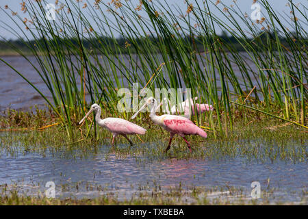 Groupe de Sterne de spatules (Platalea ajaja) de patauger dans un marécage de Floride tout en quête de nourriture. Banque D'Images