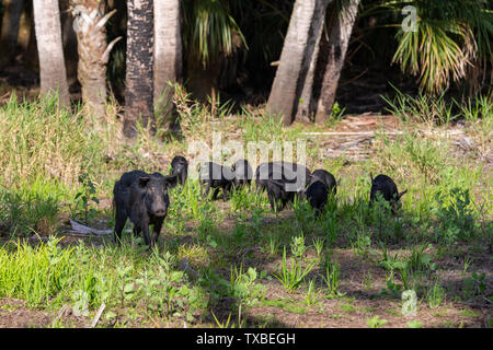 Cochon sauvage à la caméra tandis que les porcelets à chercher de la nourriture dans l'arrière-plan. Banque D'Images