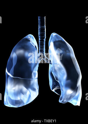 Médicalement en rendu 3d illustration de l'exacte les poumons Banque D'Images
