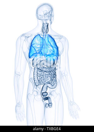 Médicalement, rendu 3d illustration précise des poumons Banque D'Images