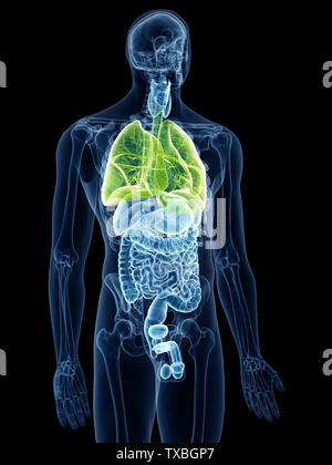 Médicalement, rendu 3d illustration précise des poumons Banque D'Images