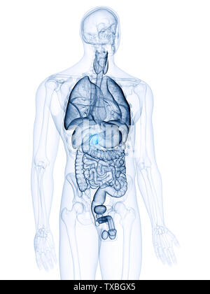 Médicalement, rendu 3d illustration précise de la vésicule biliaire Banque D'Images