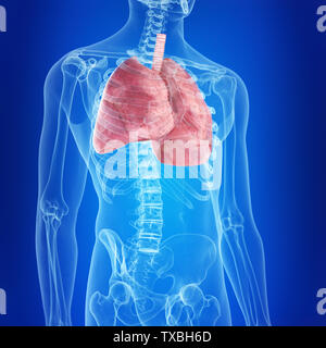 Médicalement en rendu 3d illustration de l'exacte les poumons Banque D'Images