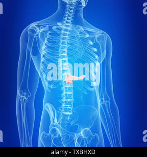 Médicalement, rendu 3d illustration précise du pancréas Banque D'Images