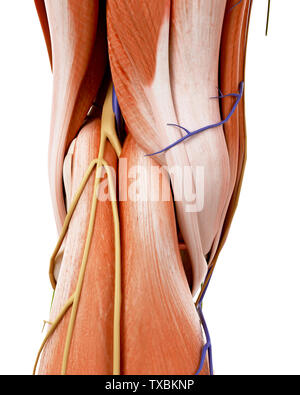 Médicalement en rendu 3d illustration de l'exacte de l'anatomie du genou Banque D'Images