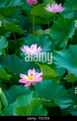 Trois fleurs de lotus reflète dans la feuilles de lotus dans l'étang.