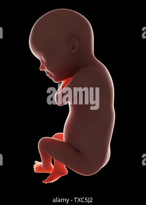 Médicalement en rendu 3d illustration précise d'un foetus - semaine 30 Banque D'Images