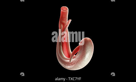 Médicalement en rendu 3d illustration d'un précise schistosoma Banque D'Images