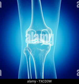 Médicalement en rendu 3d illustration précise du genou Banque D'Images