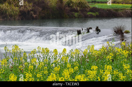 Au début du printemps, les fleurs de colza dans la région de Wuyuan County, Jiangxi Province bloom l'une après l'autre, et les fleurs de colza d'or et de l'ies maisons résidentielles de la mur rose Daiwa, formant une série de belles images rurales, qui sont magnifiques. Banque D'Images