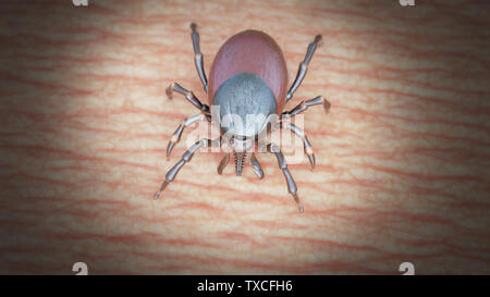 Rendu 3d illustration d'un tick de mordre un humain Banque D'Images