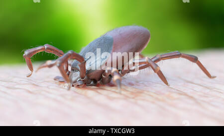 Rendu 3d illustration d'une morsure de tiques Banque D'Images