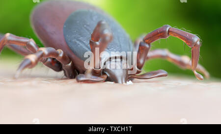 Rendu 3d illustration d'une morsure de tiques Banque D'Images