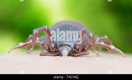 Rendu 3d illustration d'une morsure de tiques Banque D'Images